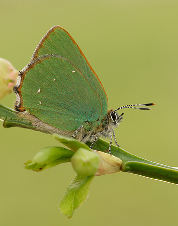 Green Hairstreak Callophrys rubi