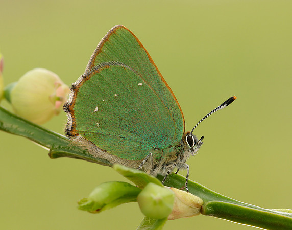 Green Hairstreak Callophrys rubi