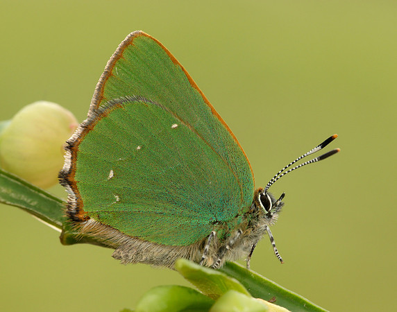 Green Hairstreak Callophrys rubi