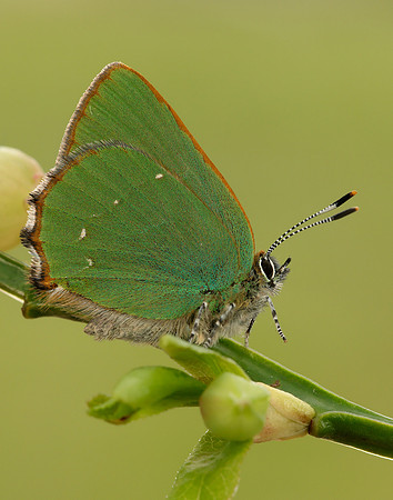 Green Hairstreak Callophrys rubi