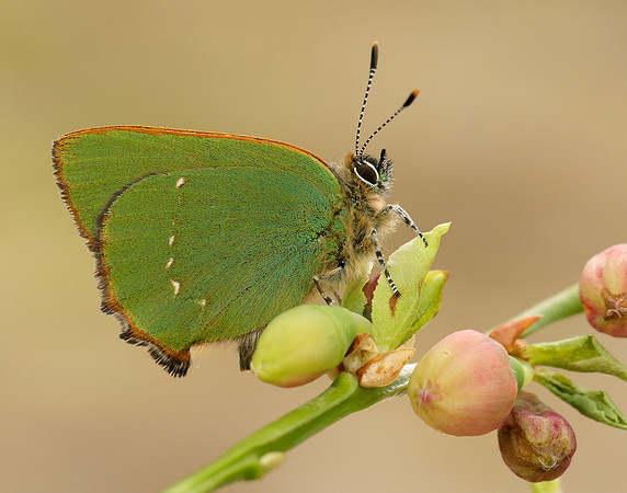 Green Hairstreak Callophrys rubi