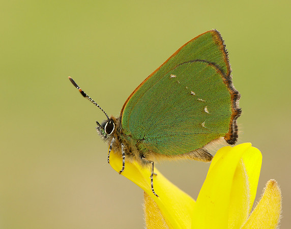 Green Hairstreak Callophrys rubi