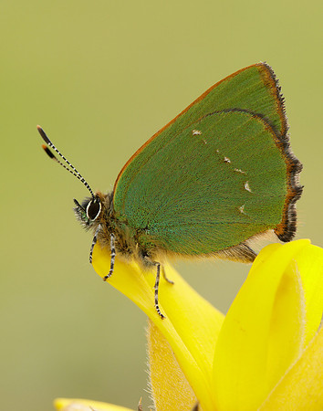 Green Hairstreak Callophrys rubi