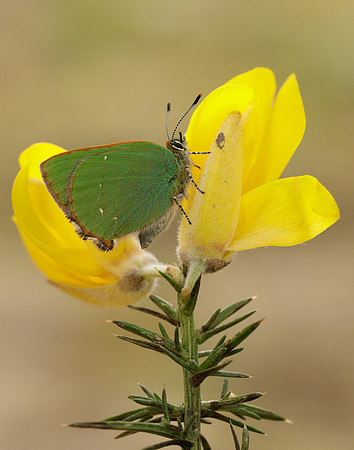 Green Hairstreak Callophrys rubi