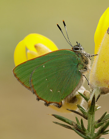 Green Hairstreak Callophrys rubi