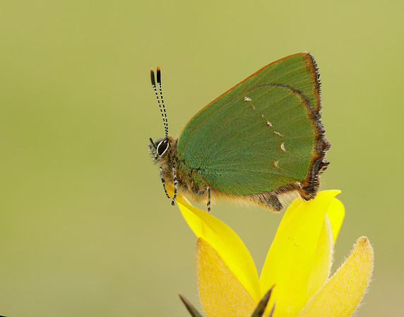 Green Hairstreak Callophrys rubi