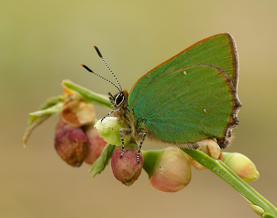 Green Hairstreak Callophrys rubi