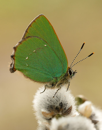 Green Hairstreak Callophrys rubi
