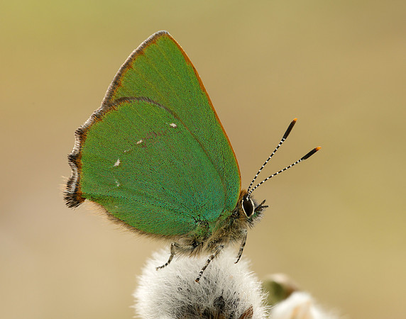 Green Hairstreak Callophrys rubi
