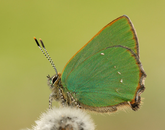 Green Hairstreak Callophrys rubi