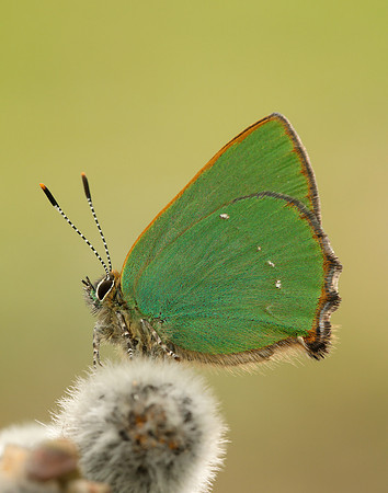 Green Hairstreak Callophrys rubi