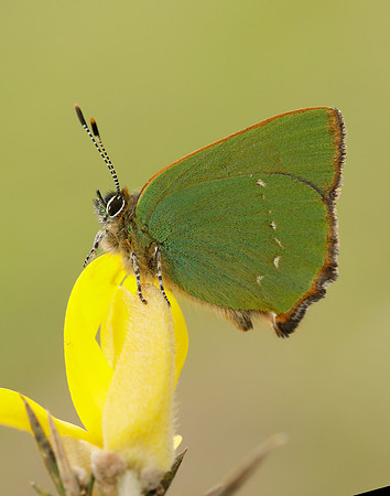 Green Hairstreak Callophrys rubi