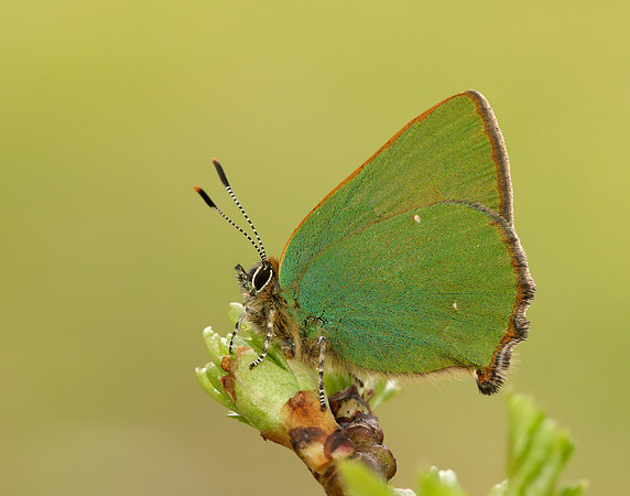 Green Hairstreak Callophrys rubi