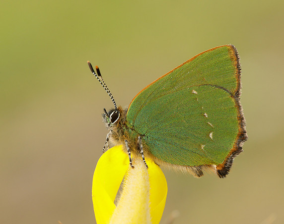 Green Hairstreak Callophrys rubi