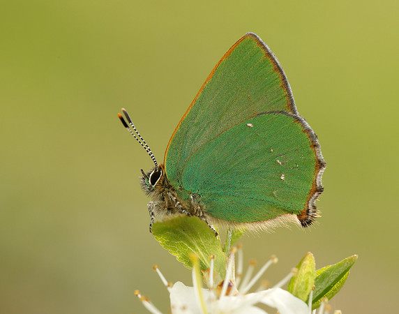 Green Hairstreak Callophrys rubi