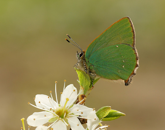 Green Hairstreak Callophrys rubi