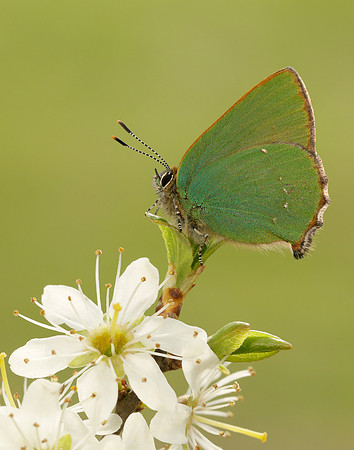 Green Hairstreak Callophrys rubi