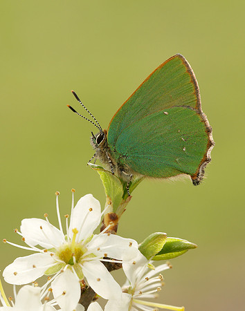 Green Hairstreak Callophrys rubi