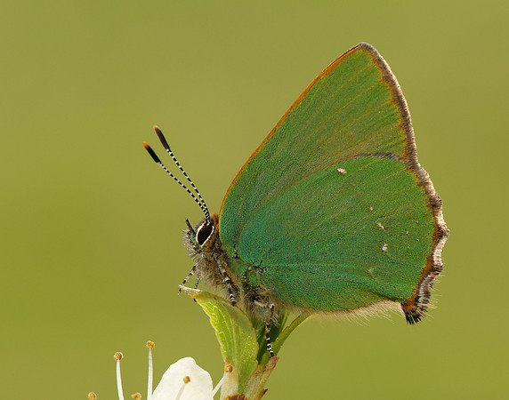 Green Hairstreak Callophrys rubi