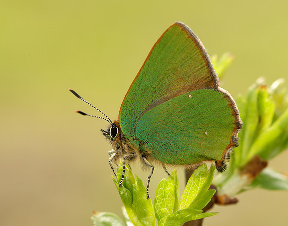Green Hairstreak Callophrys rubi