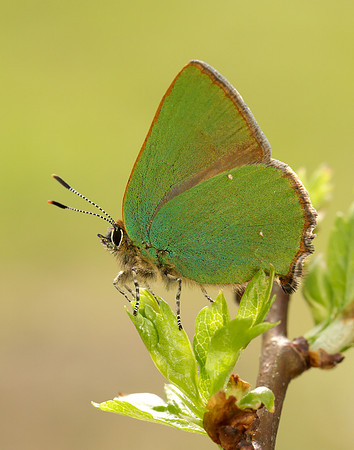 Green Hairstreak Callophrys rubi