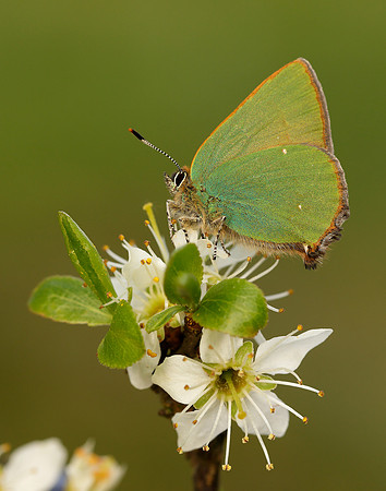 Green Hairstreak Callophrys rubi