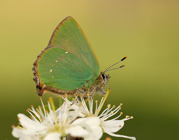 Green Hairstreak Callophrys rubi