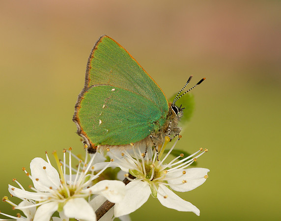 Green Hairstreak Callophrys rubi
