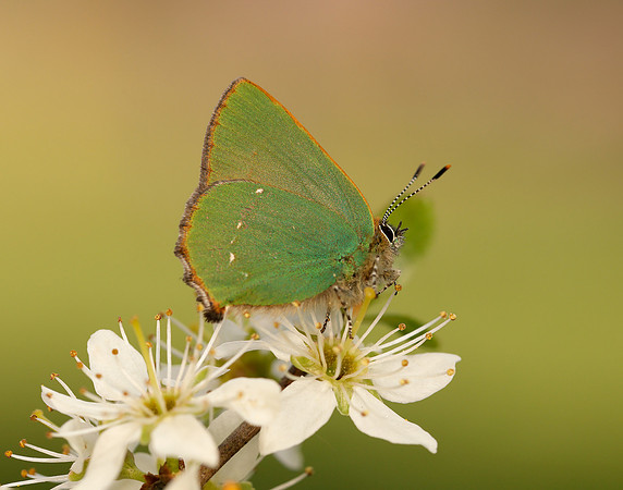 Green Hairstreak Callophrys rubi
