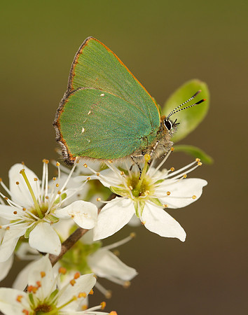 Green Hairstreak Callophrys rubi