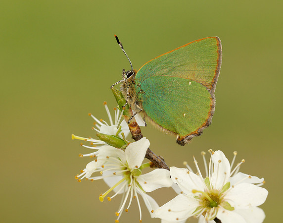 Green Hairstreak Callophrys rubi