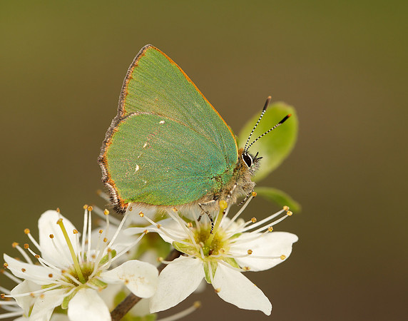Green Hairstreak Callophrys rubi