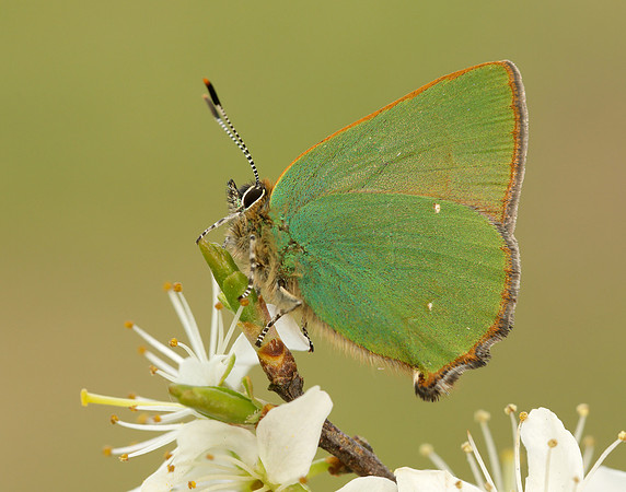 Green Hairstreak Callophrys rubi