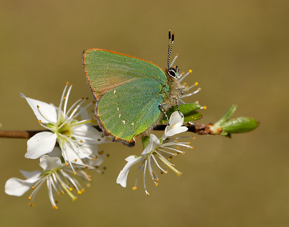 Green Hairstreak Callophrys rubi