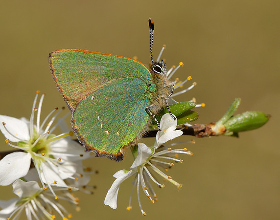 Green Hairstreak Callophrys rubi