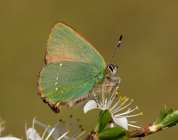 Green Hairstreak Callophrys rubi