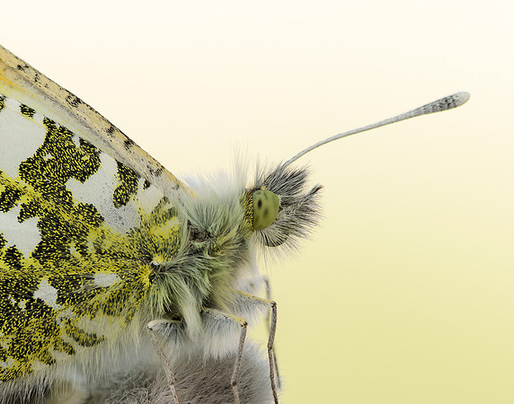 Orange-tip Anthocharis cardamines