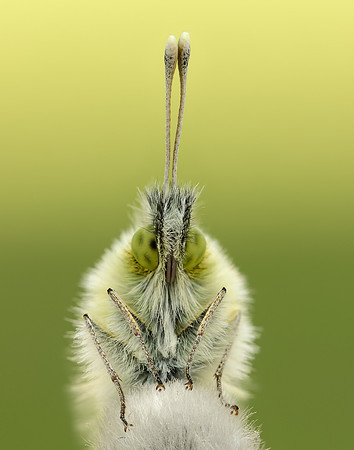Orange-tip Anthocharis cardamines