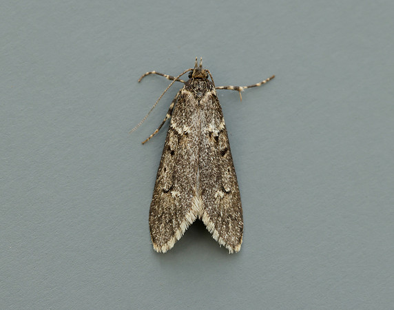29.001 BF663 Diurnea fagella