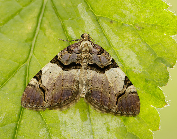 70.067 BF1747 Streamer Anticlea derivata