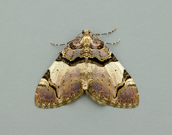 70.067 BF1747 Streamer Anticlea derivata