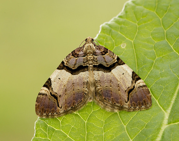 70.067 BF1747 Streamer Anticlea derivata