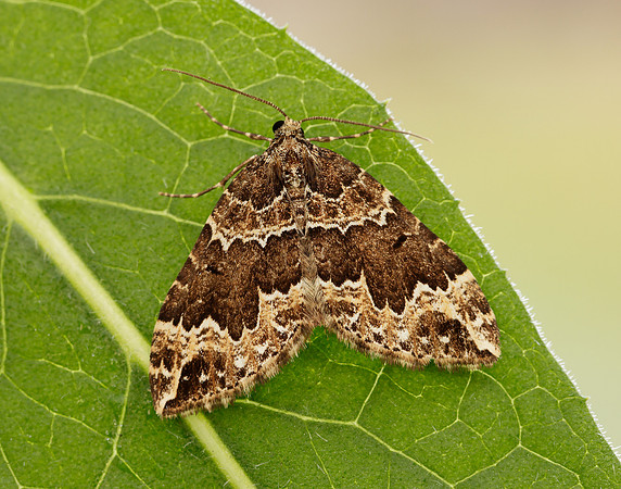 70.103 BF1750 Water Carpet Lampropteryx suffumata