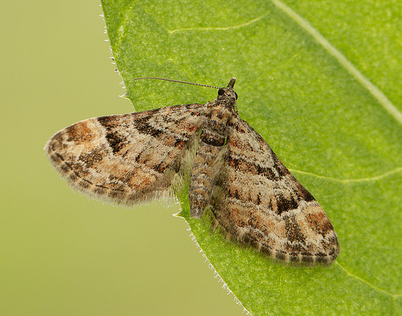 70.141 BF1862 Double-striped Pug Gymnoscelis rufifasciata