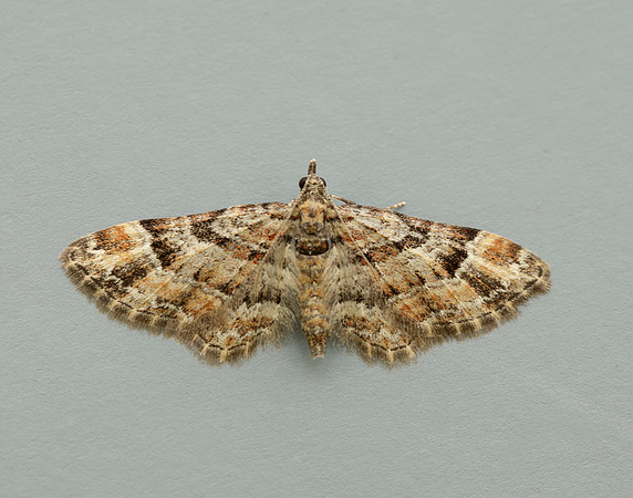70.141 BF1862 Double-striped Pug Gymnoscelis rufifasciata