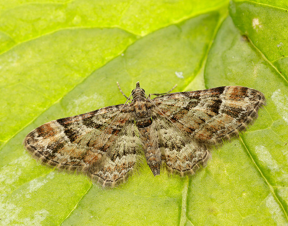 70.141 BF1862 Double-striped Pug Gymnoscelis rufifasciata
