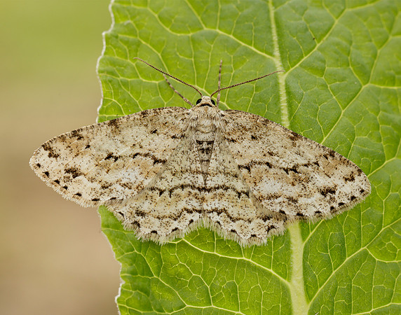 70.270 BF1947 Engrailed Ectropis crepuscularia
