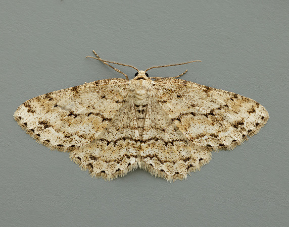 70.270 BF1947 Engrailed Ectropis crepuscularia