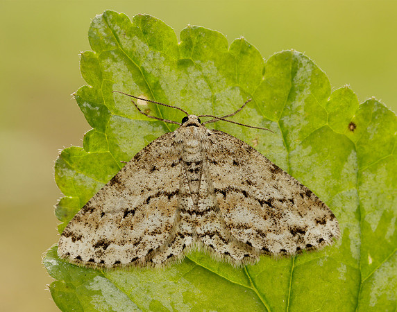 70.270 BF1947 Engrailed Ectropis crepuscularia