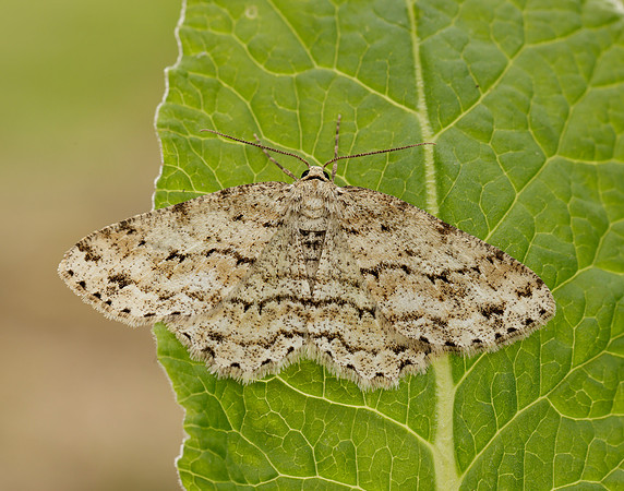 70.270 BF1947 Engrailed Ectropis crepuscularia
